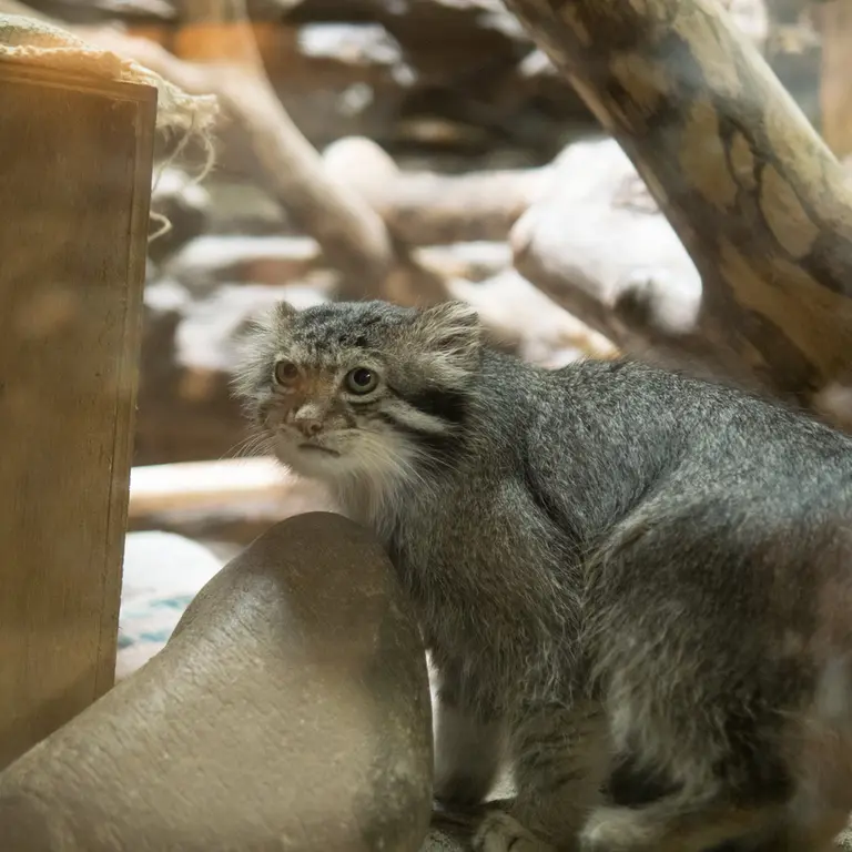 A photograph of Klyon in Ueno Zoological Gardens