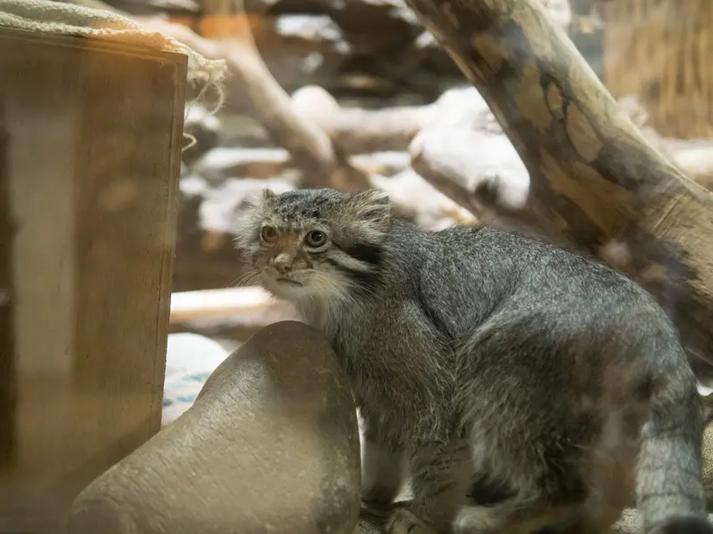 A photograph of Klyon in Ueno Zoological Gardens