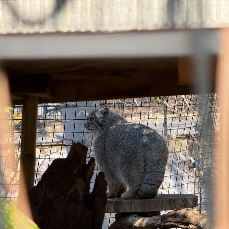 A photograph of Ceba in Smithsonian's National Zoo