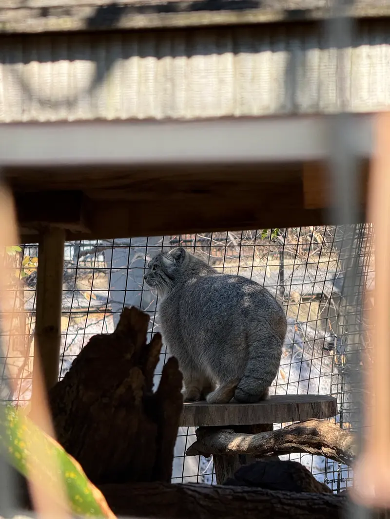 A photograph of Ceba in Smithsonian's National Zoo