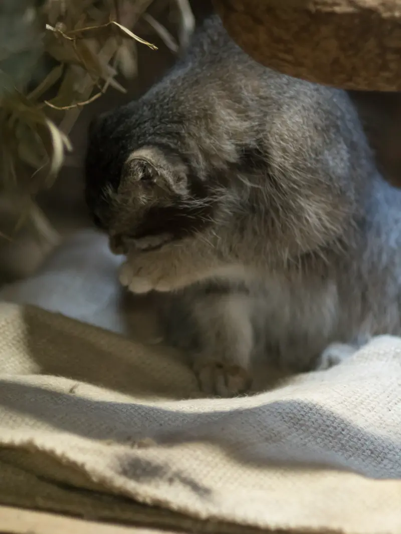 A photograph of Klyon in Ueno Zoological Gardens