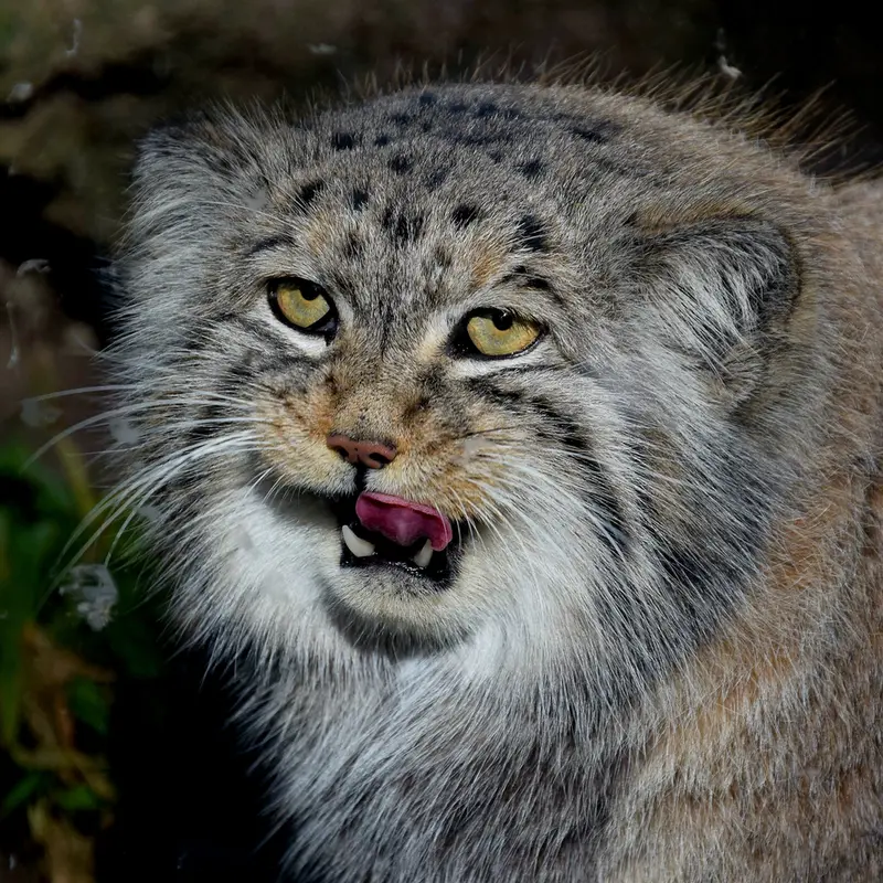 A photograph of Bohus in Budapest Zoo & Botanical Garden