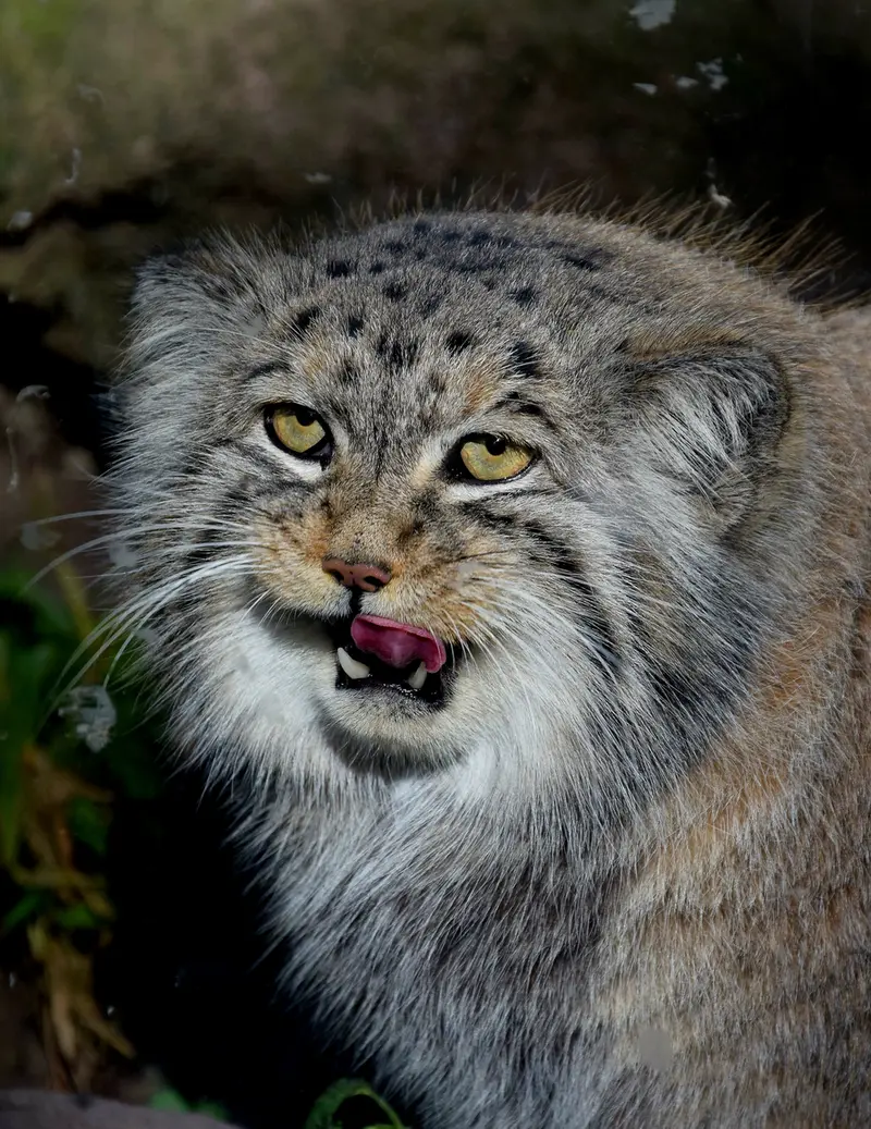 A photograph of Bohus in Budapest Zoo & Botanical Garden