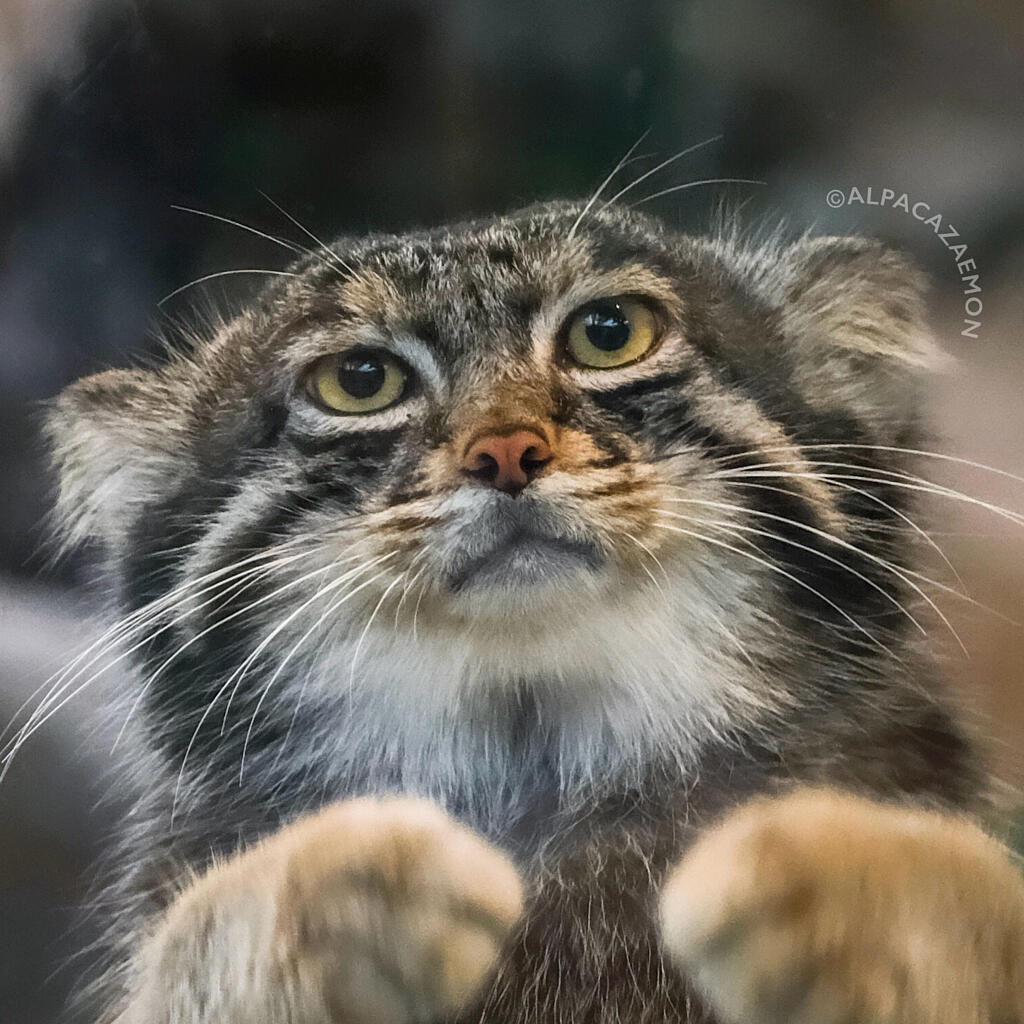 Nar the Pallas's cat • Manulization - Pallas’s Cats