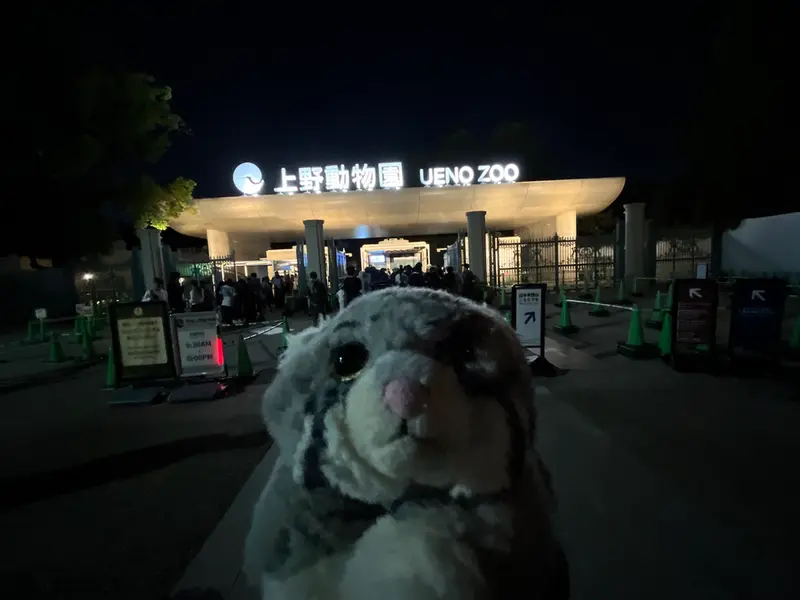 A photograph of a Pallas's cat in Ueno Zoological Gardens