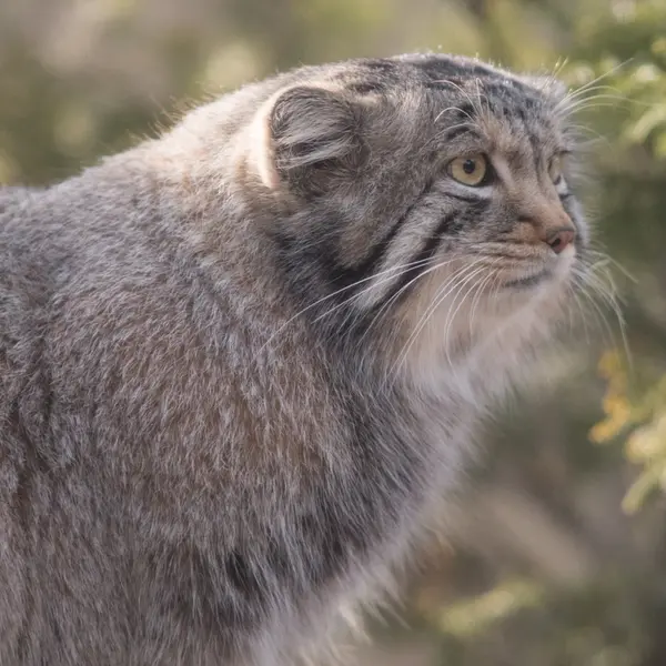 A photograph of Nagomu in Nasu Animal Kingdom
