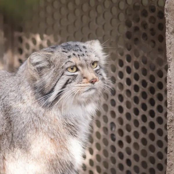 A photograph of Nagomu and Abrikos in Nasu Animal Kingdom