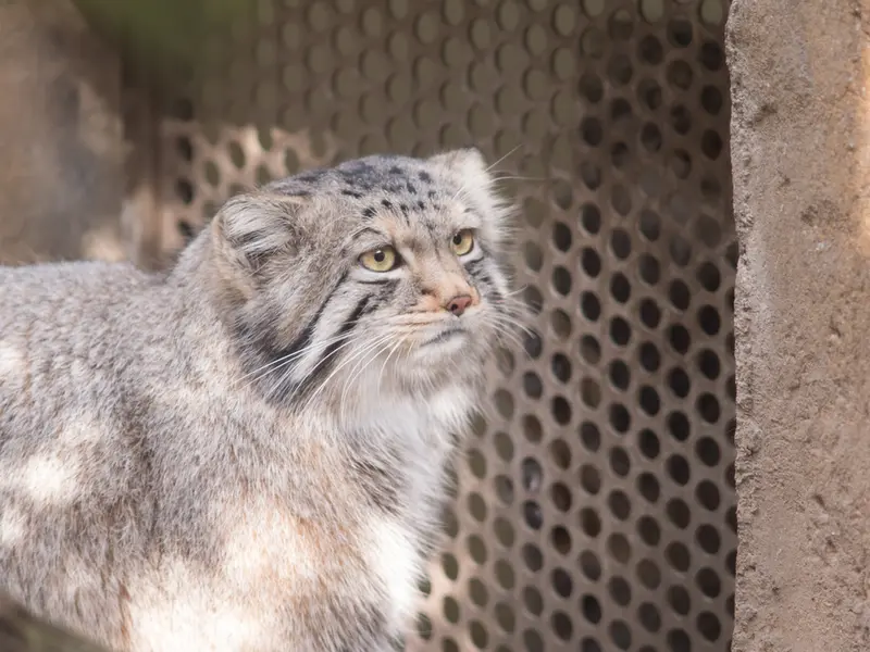 A photograph of Nagomu and Abrikos in Nasu Animal Kingdom