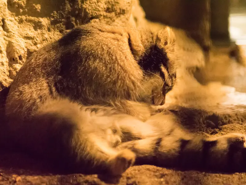 A photograph of Figa in Nogeyama Zoo