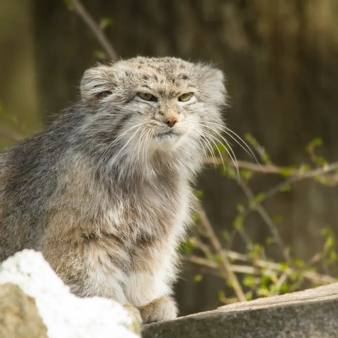 A photograph of Benny in Parken Zoo
