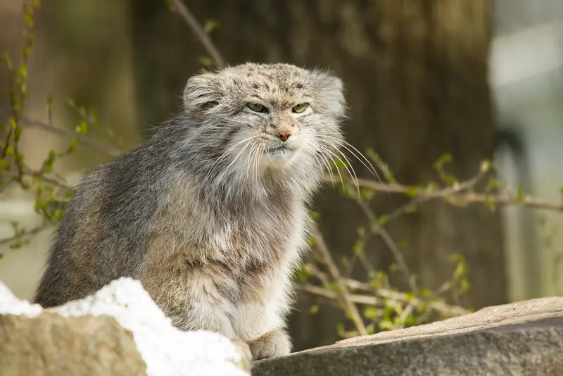 A photograph of Benny in Parken Zoo
