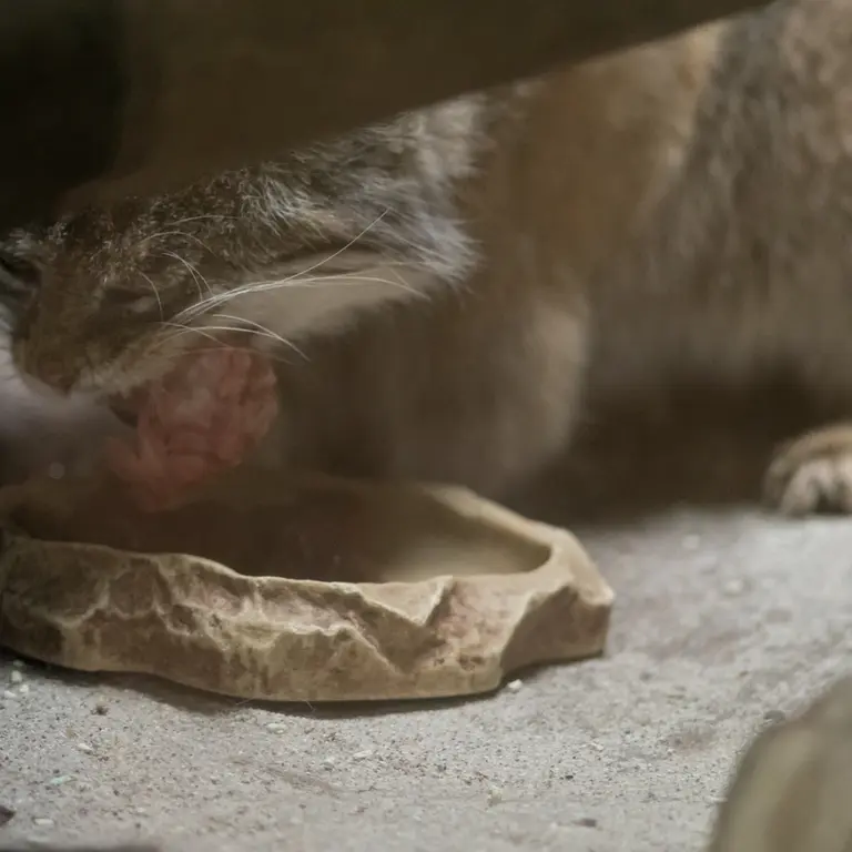 A photograph of Primula in Ueno Zoological Gardens
