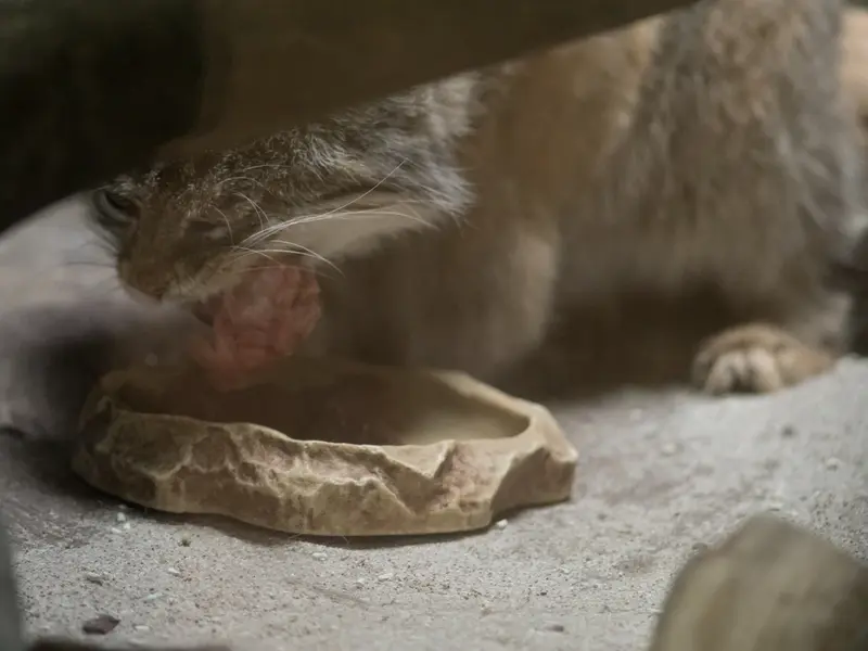 A photograph of Primula in Ueno Zoological Gardens