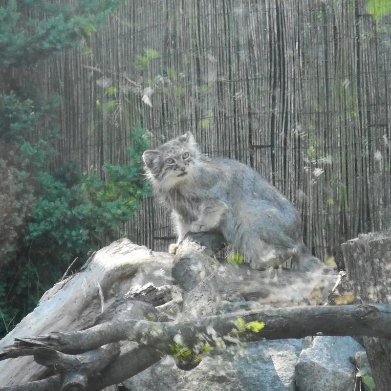 A photograph of a Pallas's cat