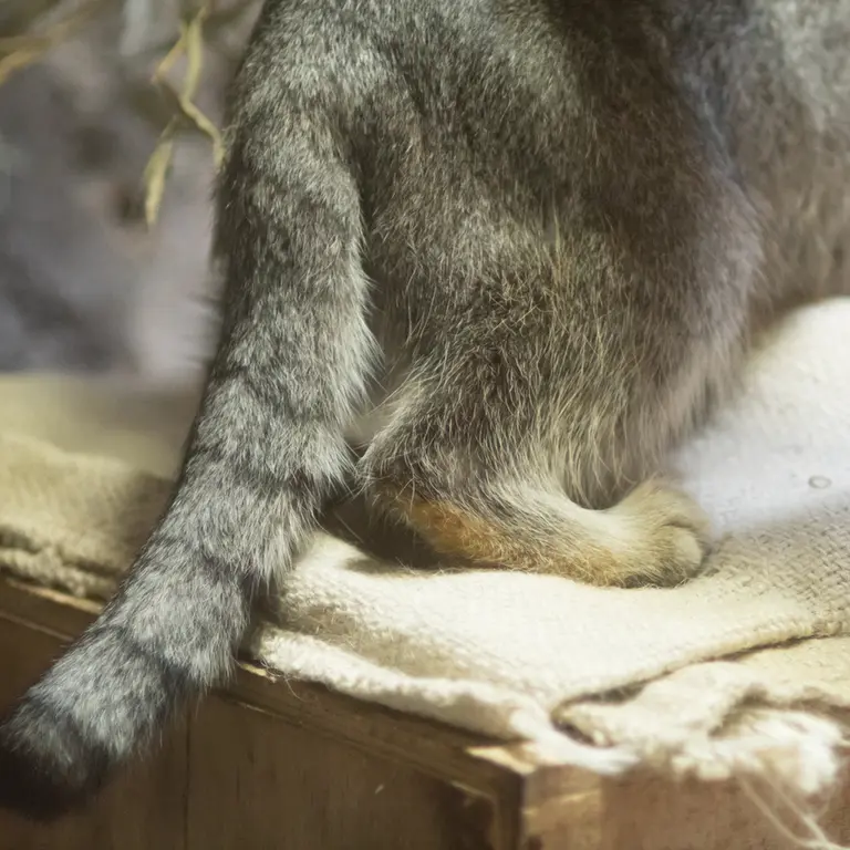 A photograph of Klyon in Ueno Zoological Gardens