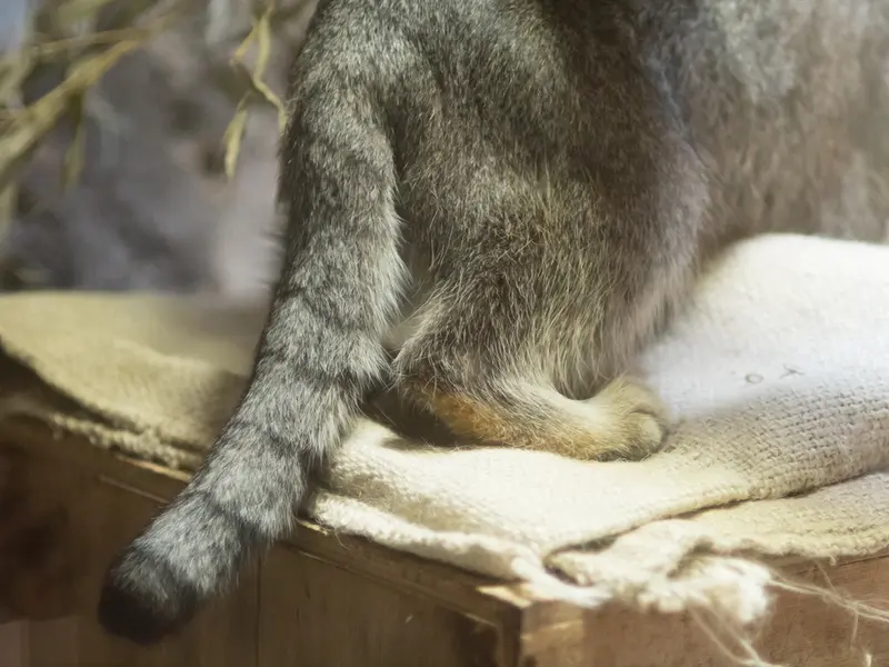 A photograph of Klyon in Ueno Zoological Gardens