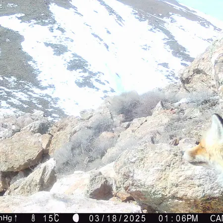 A photograph of Red fox from Zhundy 2 camera trap