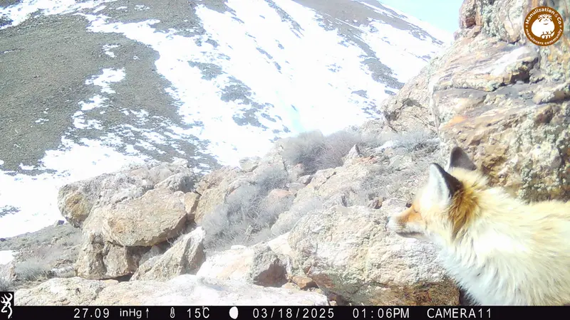 A photograph of Red fox from Zhundy 2 camera trap