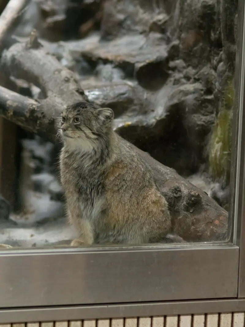 A photograph of Primula in Ueno Zoological Gardens