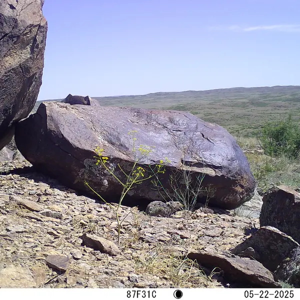 A photograph of Kazakh pika from Koshkar camera trap