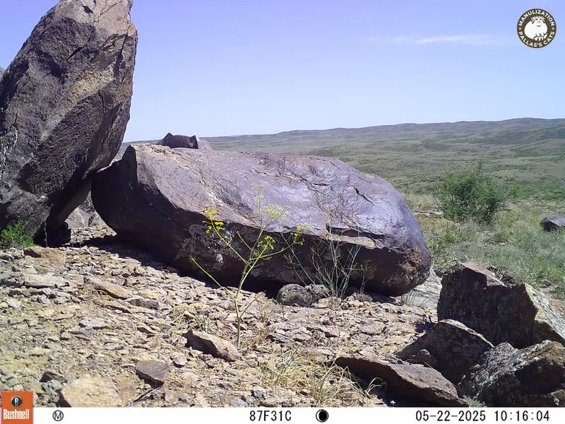 A photograph of Kazakh pika from Koshkar camera trap