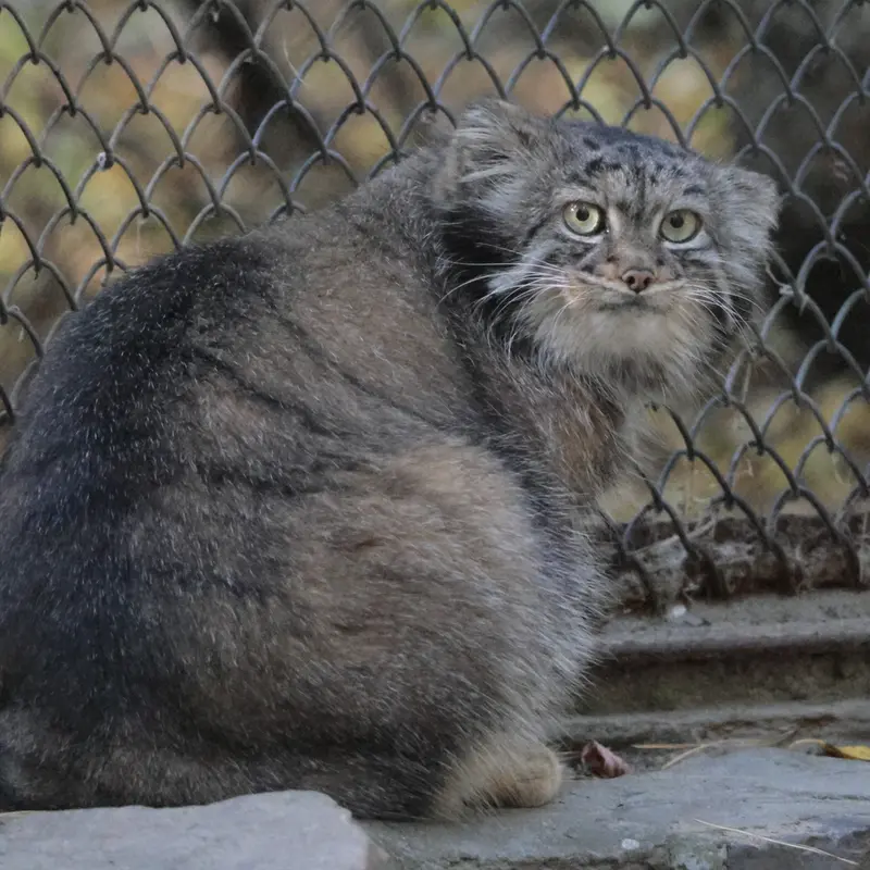 A photograph of Adele in Novosibirsk Zoo