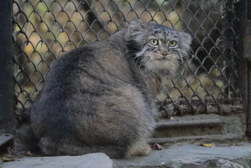 A photograph of Adele in Novosibirsk Zoo