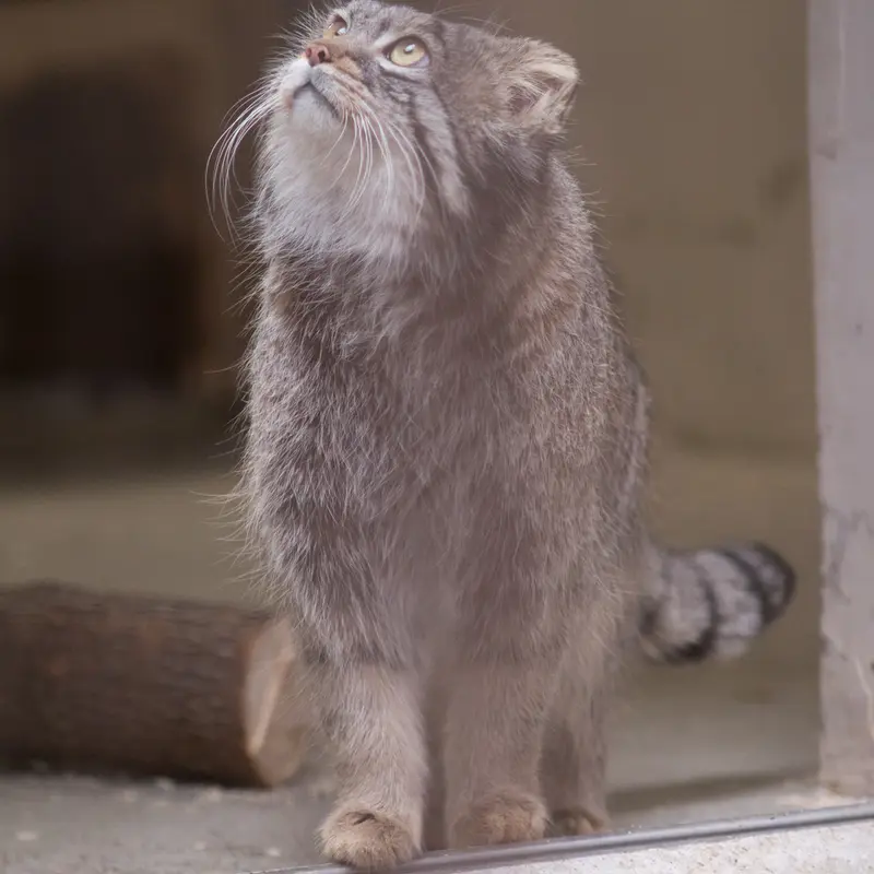 A photograph of Figa in Nogeyama Zoo