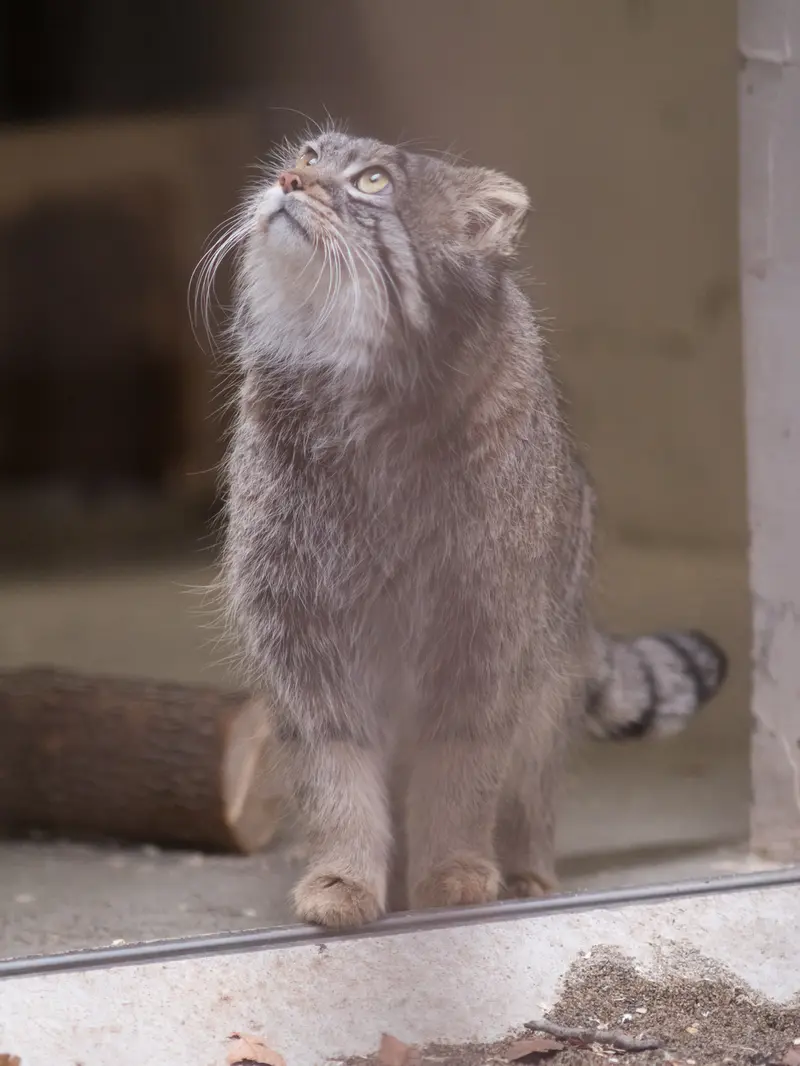 A photograph of Figa in Nogeyama Zoo