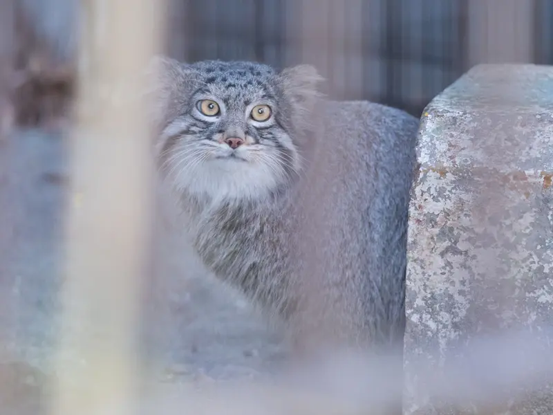 A photograph of Figa in Nogeyama Zoo