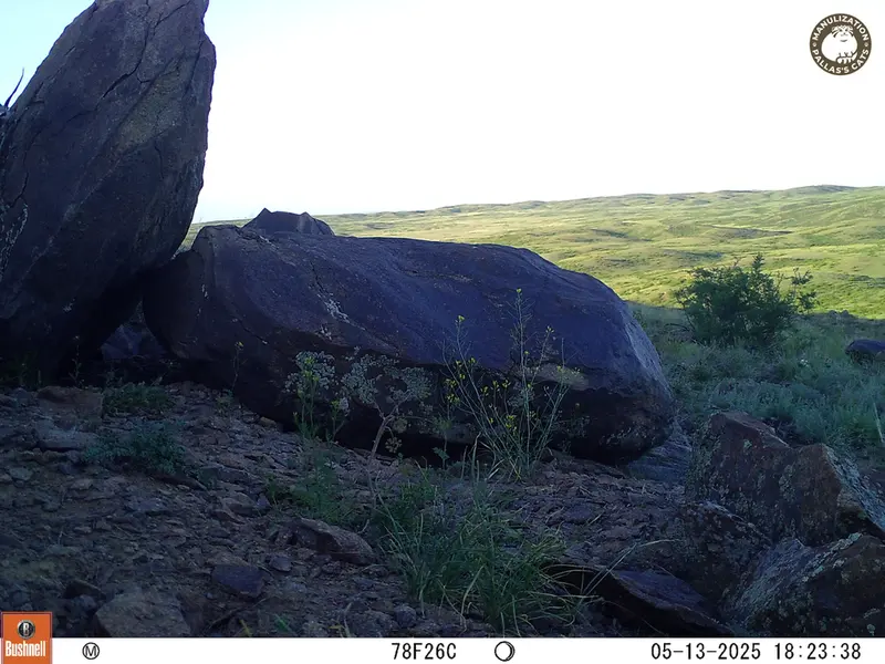 A photograph of a Pallas&#039;s cat from Koshkar camera trap