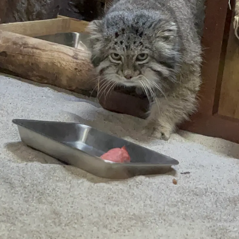 A photograph of Klyon in Ueno Zoological Gardens