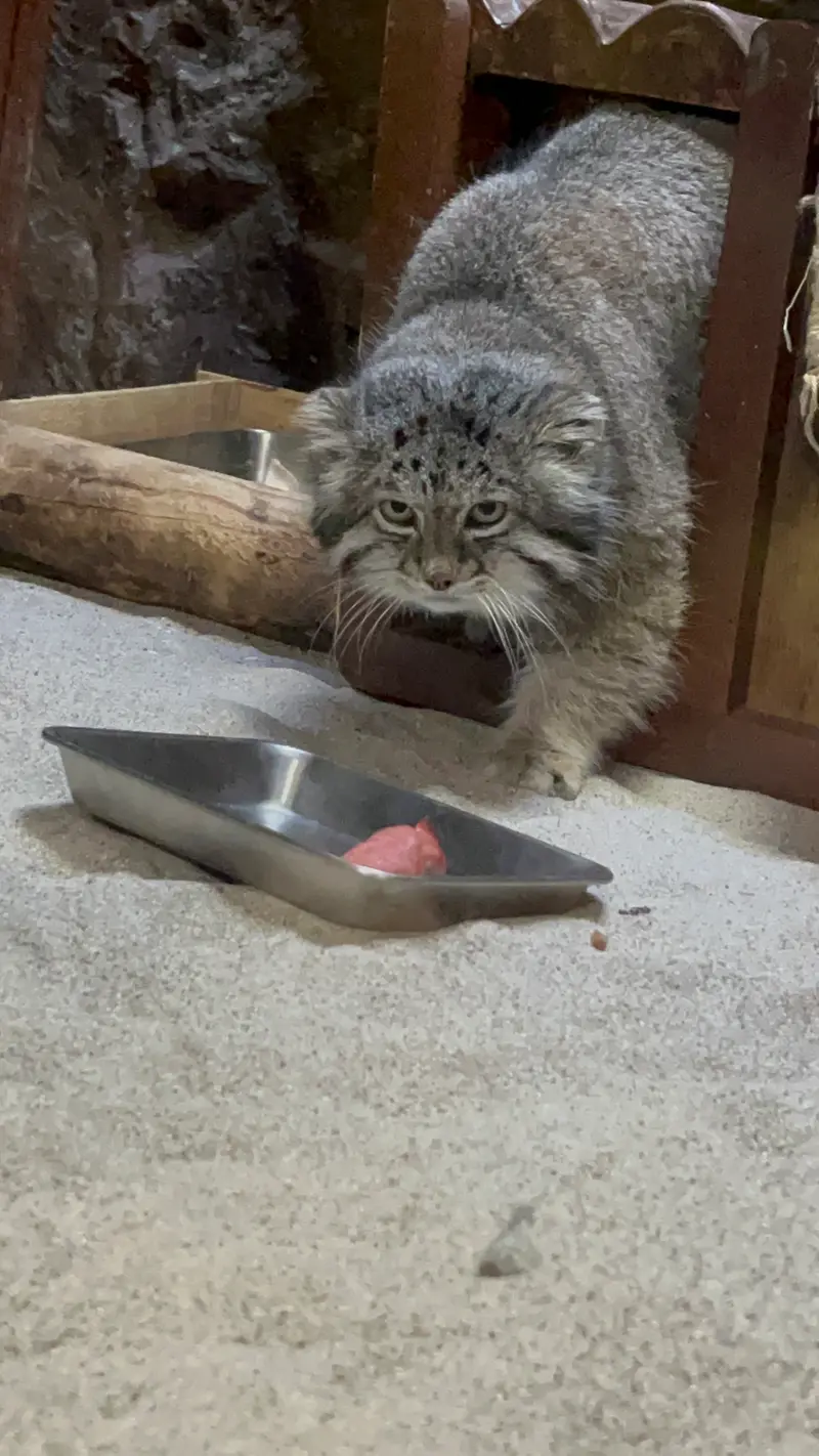A photograph of Klyon in Ueno Zoological Gardens