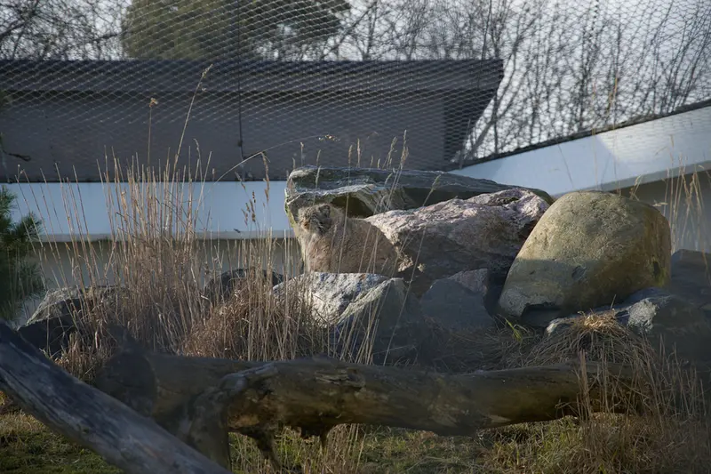 A photograph of Mimi in Korkeasaari Zoo