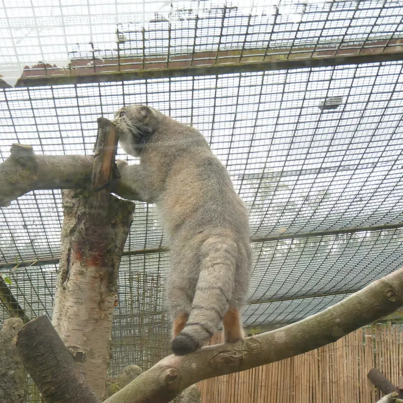 A photograph of Akiko in Edinburgh Zoo
