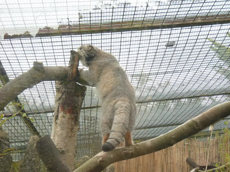 A photograph of Akiko in Edinburgh Zoo