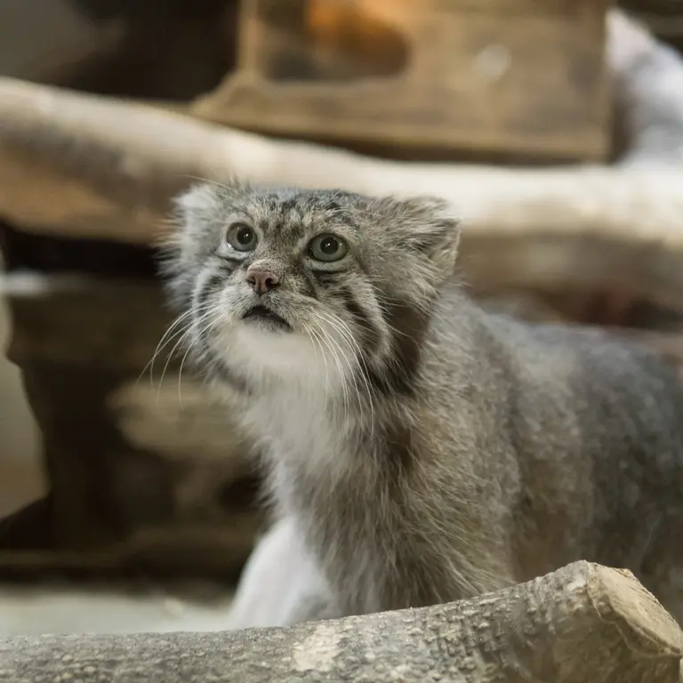 A photograph of Klyon in Ueno Zoological Gardens