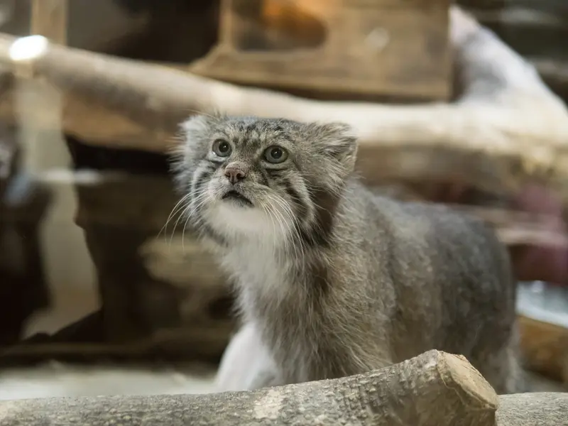 A photograph of Klyon in Ueno Zoological Gardens