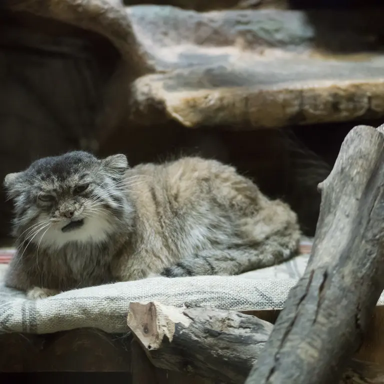 A photograph of Primula in Ueno Zoological Gardens