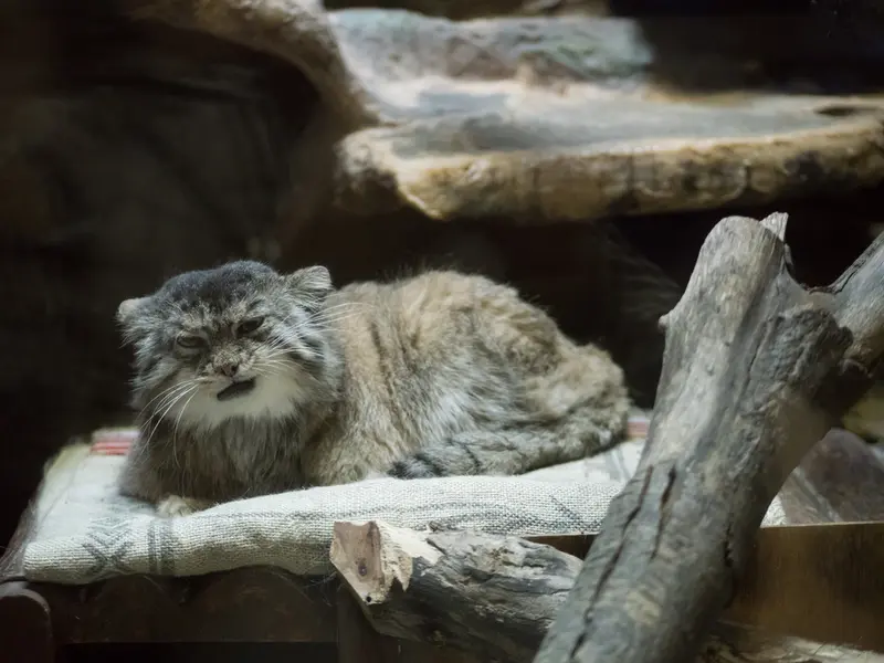 A photograph of Primula in Ueno Zoological Gardens