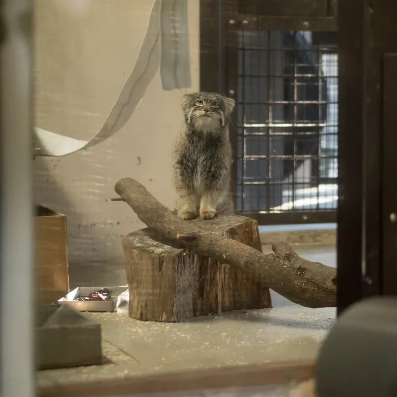 A photograph of Figa in Nogeyama Zoo