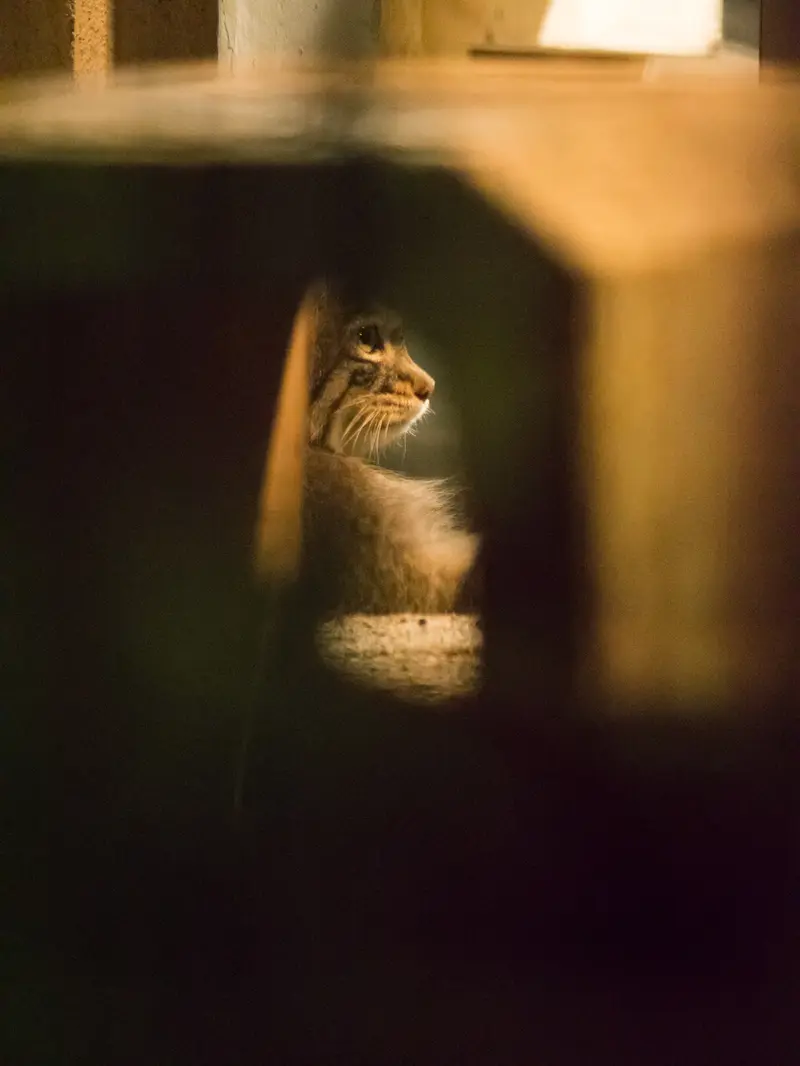 A photograph of Figa in Nogeyama Zoo