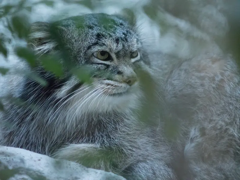 A photograph of Figa in Nogeyama Zoo