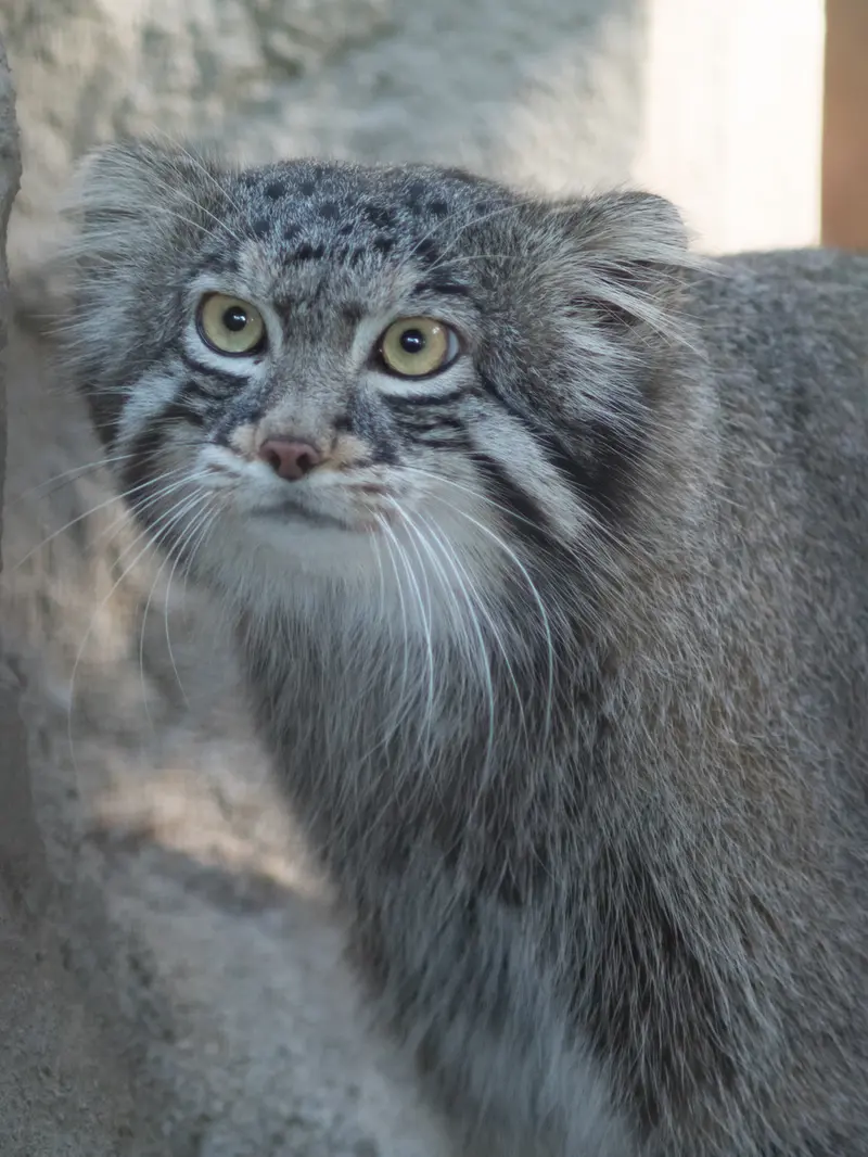 A photograph of Figa in Nogeyama Zoo