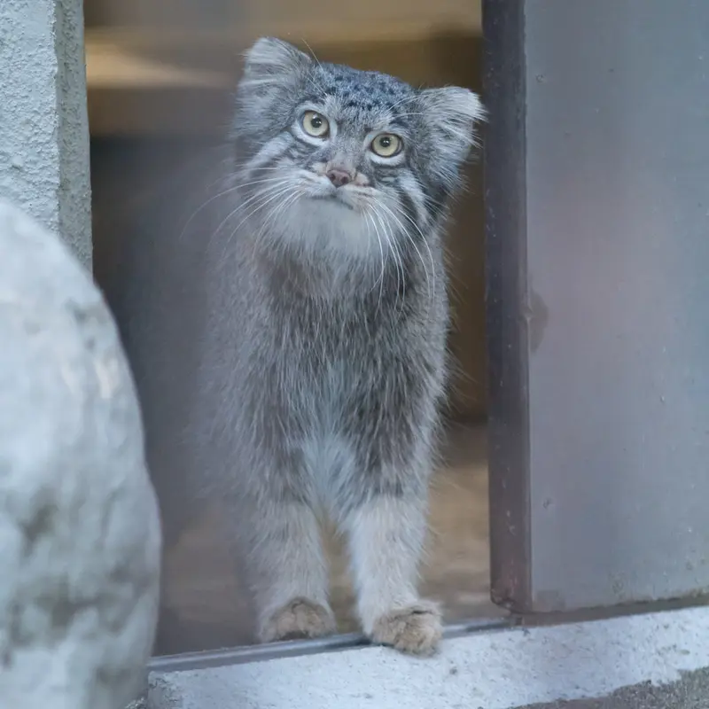 A photograph of Figa in Nogeyama Zoo