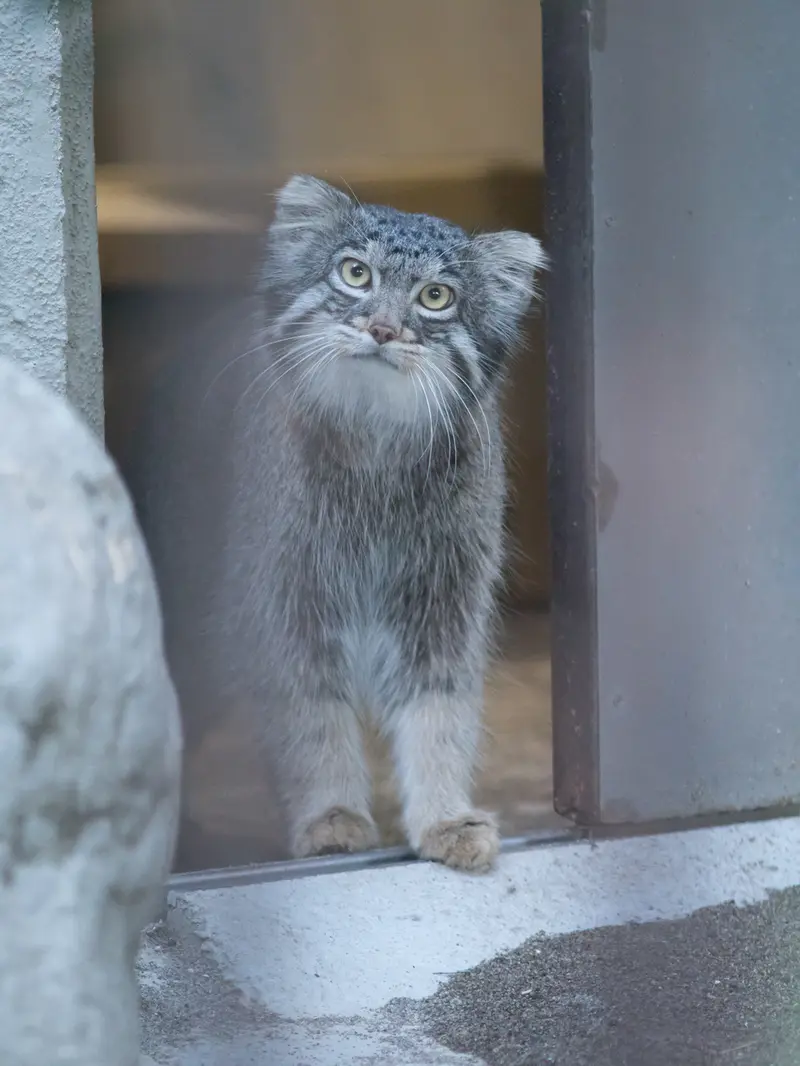 A photograph of Figa in Nogeyama Zoo