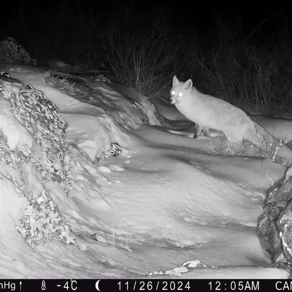 A photograph of Red fox from Zhundy 3 [new] camera trap