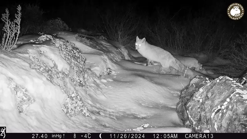 A photograph of Red fox from Zhundy 3 [new] camera trap