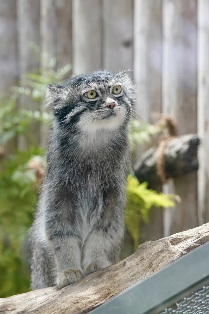 A photograph of Nar in Kobe Animal Kingdom