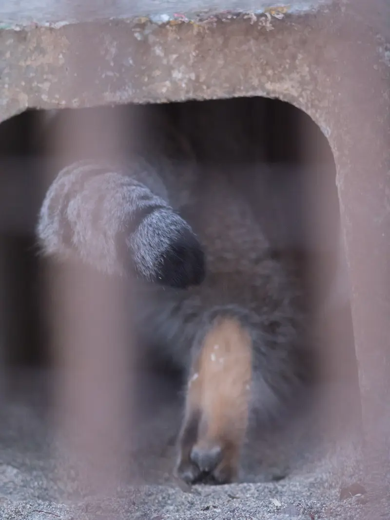 A photograph of Figa in Nogeyama Zoo